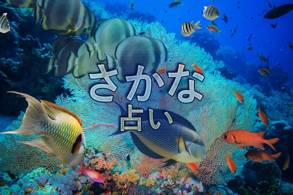 集まれ！海の仲間たち☆あなたは何かな「さかな占い」