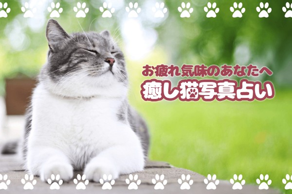 【猫の画像で】癒し猫写真占い【癒されたい!】