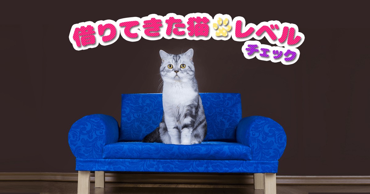 アウェーだと 急におとなしいという意味のことわざ 借りてきた猫レベルチェック Mirrorz ミラーズ 無料の心理テスト 診断 占い